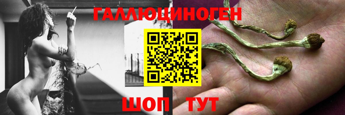 Псилоцибиновые грибы Cubensis Нальчик